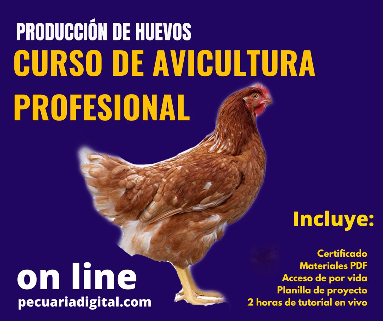 Avicultura profesional