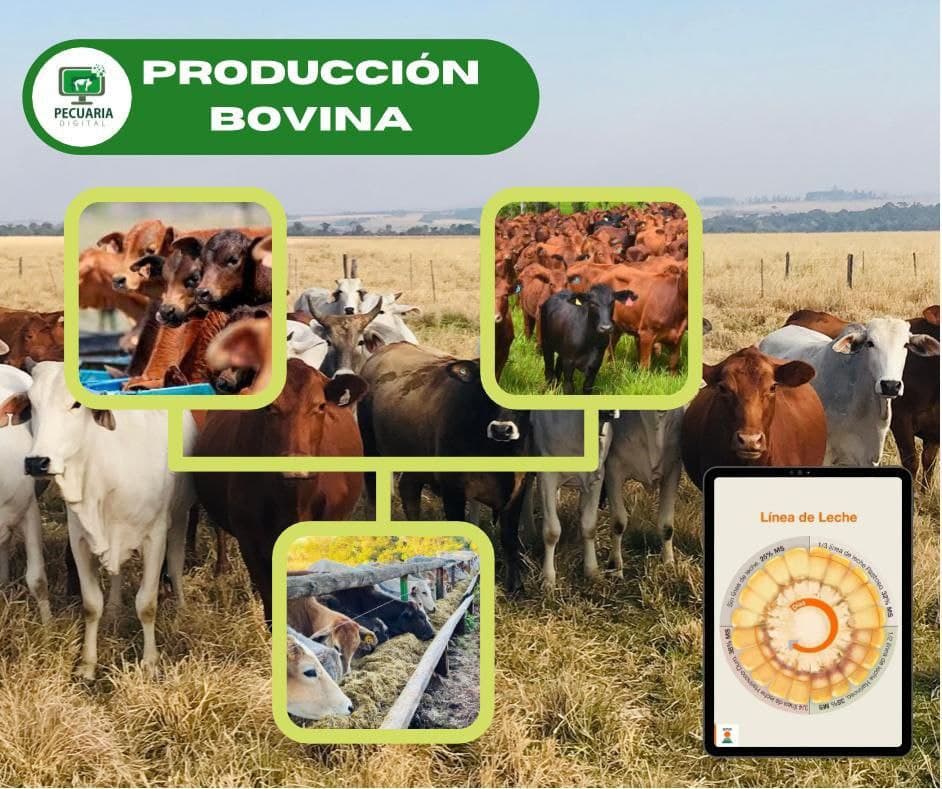 Curso Engorde de bovinos