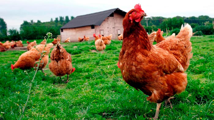 gallinaverde