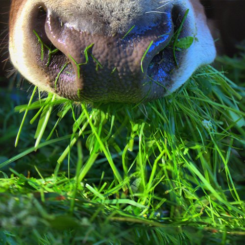 Nutrición Animal