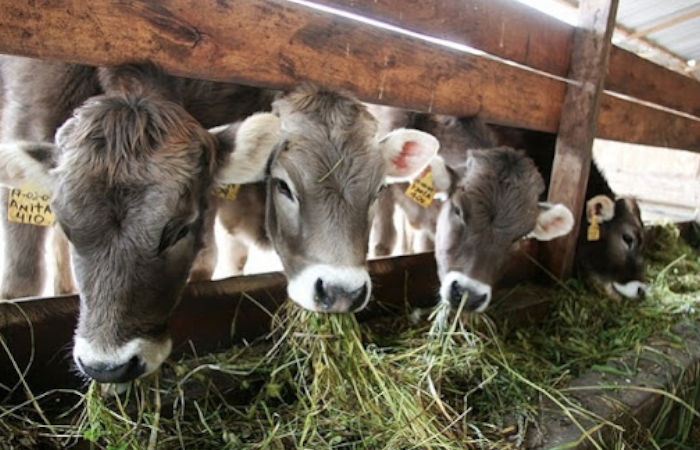 dfdsfg Nutricion animal curso