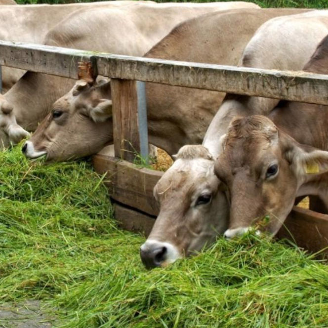 CURSO BASICO ALIMENTACION BOVINA PARA ENGORDE
