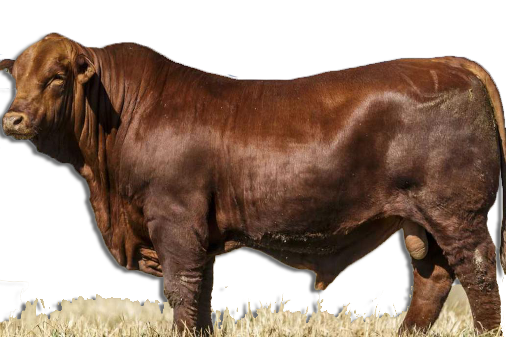 curso-nutricion-animal-pecuaria-digital-web