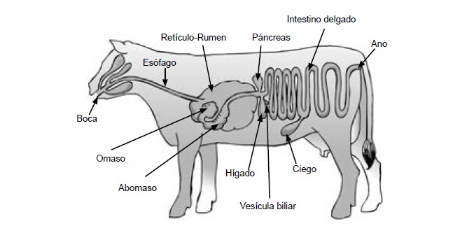 nutricion animal - sistema digestivo de los animales poligastricos