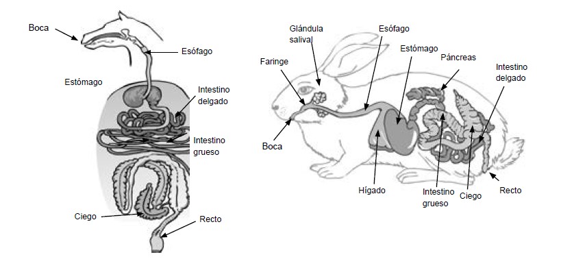 nutricion animal - sistema digestivo de los equinos y conejos