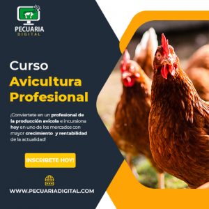 curso de avicultura