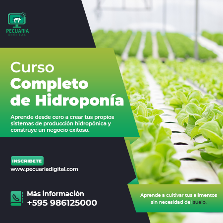 curso de hidroponia