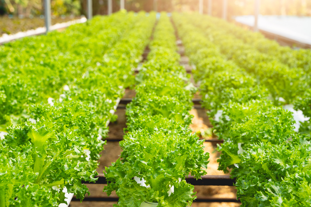 Muestra de cultivo hidropónico de lechuga