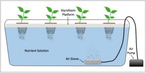 Grafico del funcionamiento del sistema hidropónico de raíz flotante