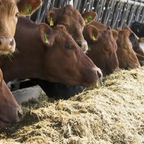 CURSO BASICO ALIMENTACION BOVINA PARA ENGORDE