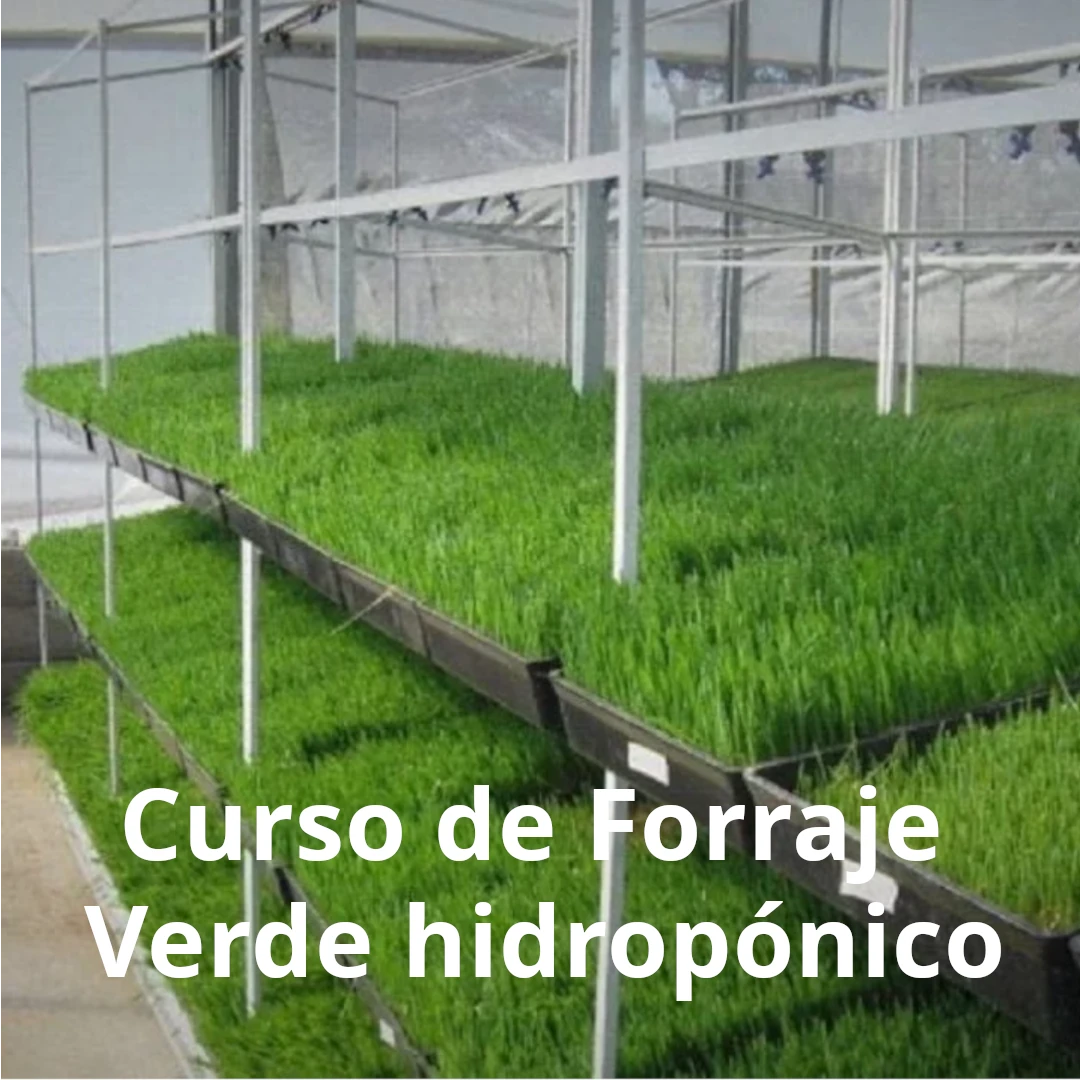 Curso de Forraje Verde Hidropónico