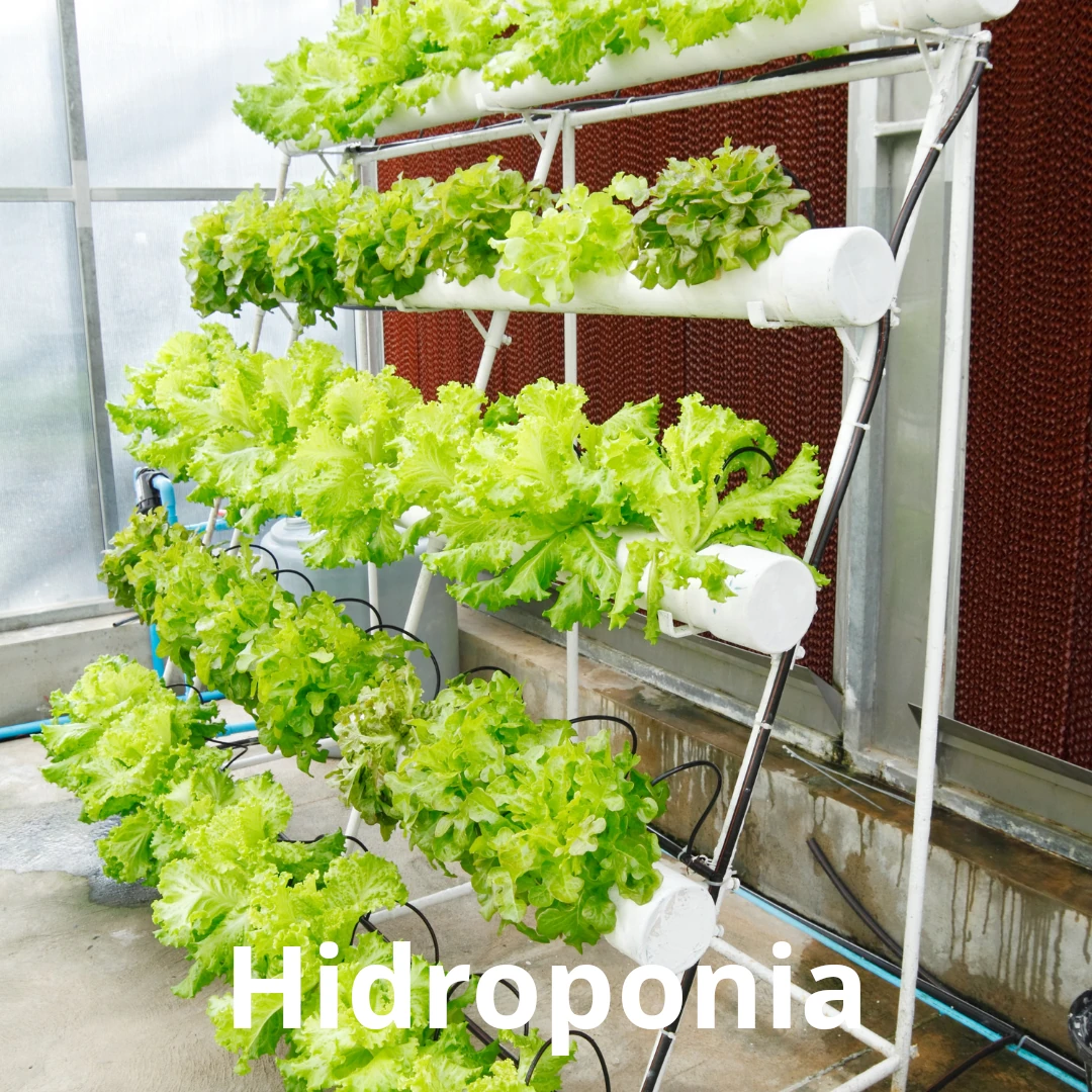Curso de Hidroponía